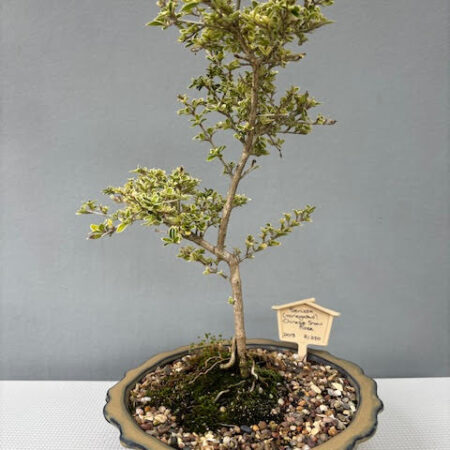 Chinese Snow Rose - Variegated Serissa bonsai