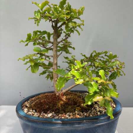 Galpinia transvaalica bonsai