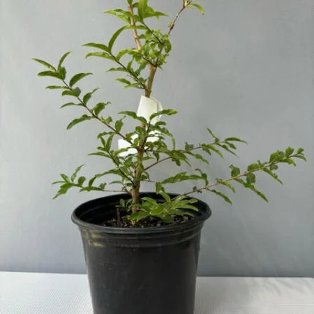 Galpinia transvaalica pre-bonsai