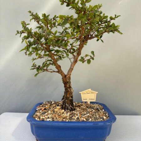 Cork Bark Elm bonsai