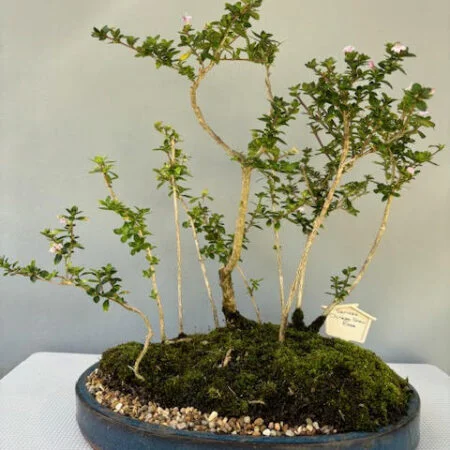 Chinese Snow Rose or Serissa Bonsai forest