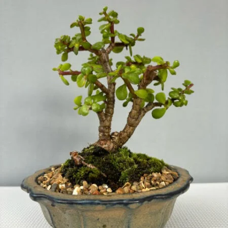 Spekboom Bonsai