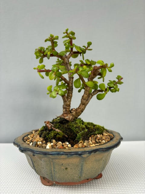 Spekboom Bonsai - Bishopsford Bonsai Nursery