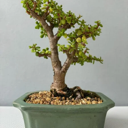 Spekboom Bonsai