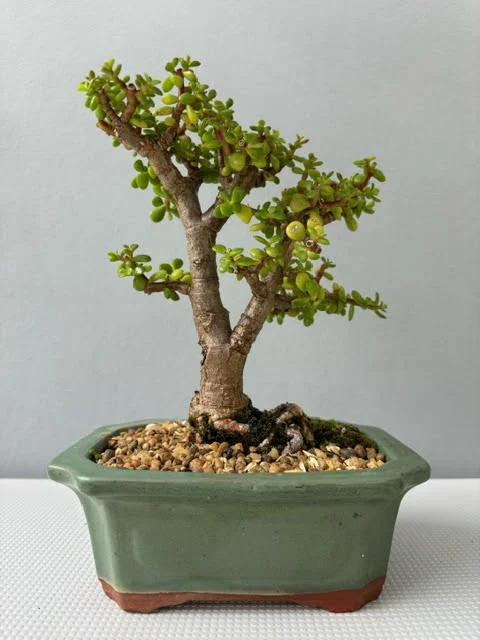 Spekboom Bonsai