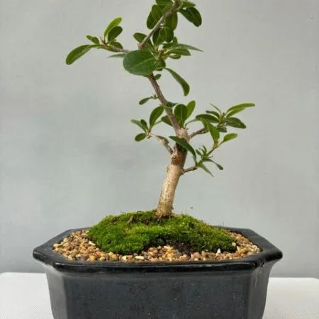 Milkwood Bonsai