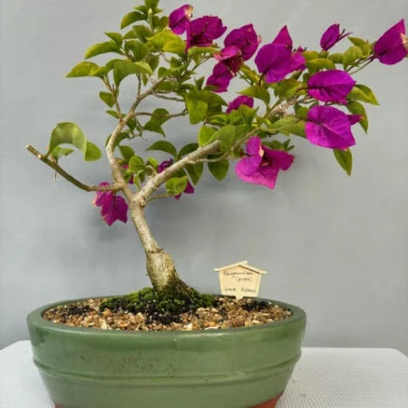 Bougainvillea Bonsai