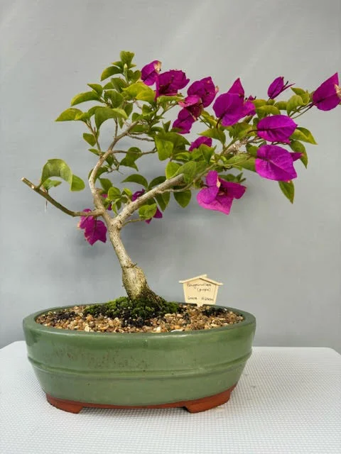 Bougainvillea Bonsai