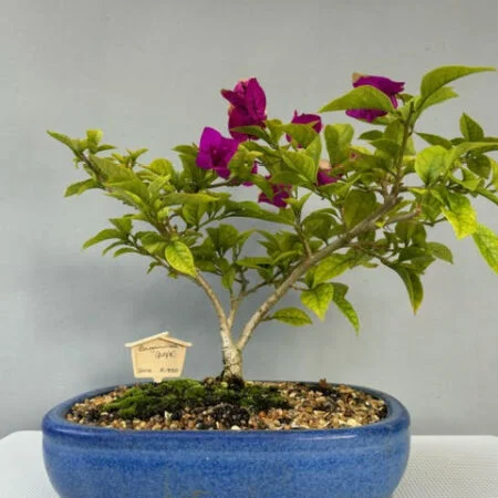 Bougainvillea Bonsai