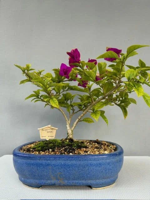 Bougainvillea Bonsai