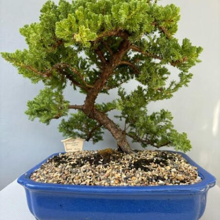 Juniper procumbens nana bonsai