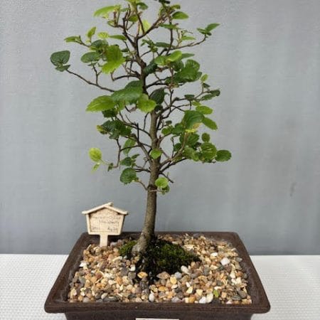 Celtis sinensis bonsai