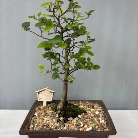 Celtis sinensis bonsai