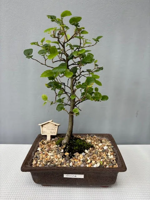 Celtis sinensis bonsai