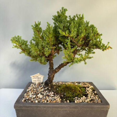 Juniper procumbens nana Bonsai