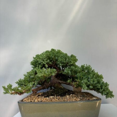 Juniper procumbens nana Bonsai