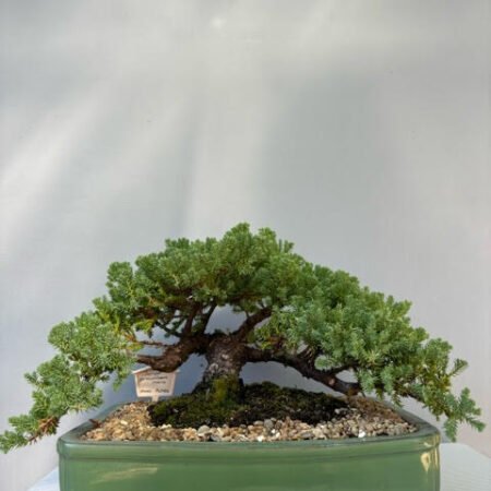 Juniper procumbens nana Bonsai