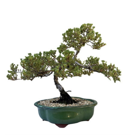 Juniper procumbens nana bonsai