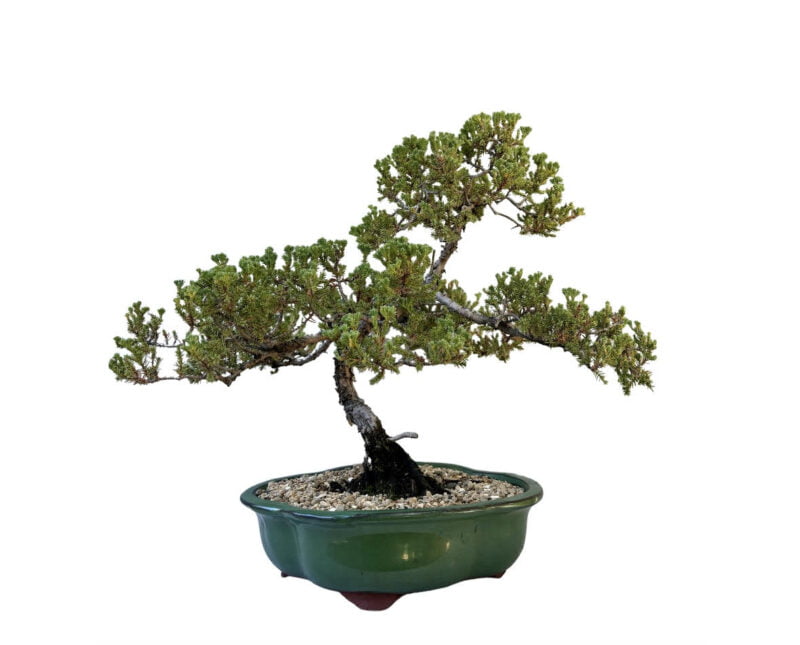 Juniper procumbens nana bonsai