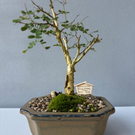 Acacia burkei bonsai