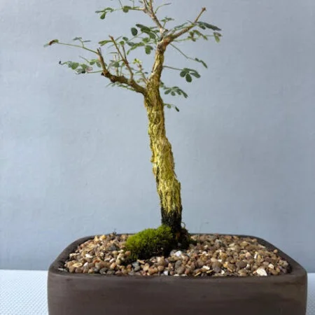 Acacia burkei bonsai