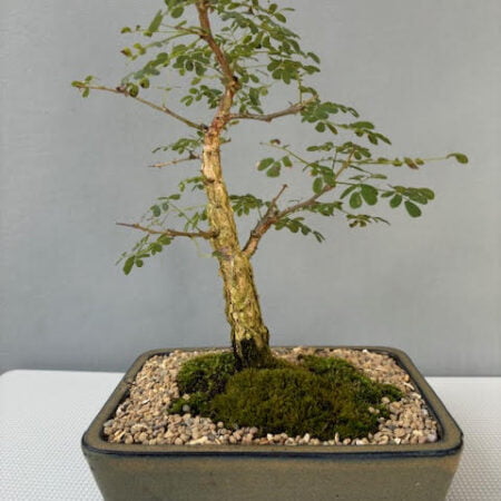 Acacia burkei bonsai