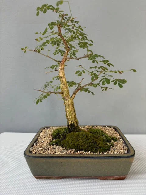 Acacia burkei bonsai