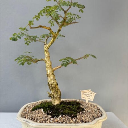 Acacia burkei bonsai