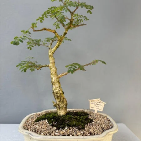 Acacia burkei bonsai