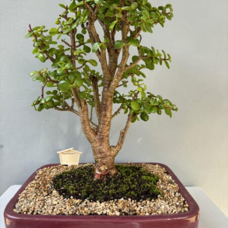 Spekboom bonsai