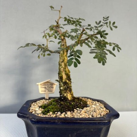 Acacia burkei bonsai