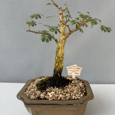 Acacia burkei bonsai