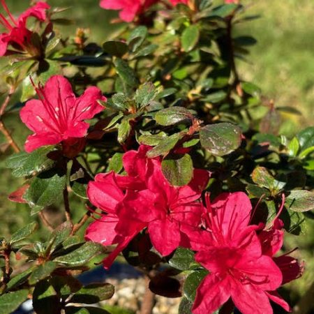 Kurume Azalea bonsai