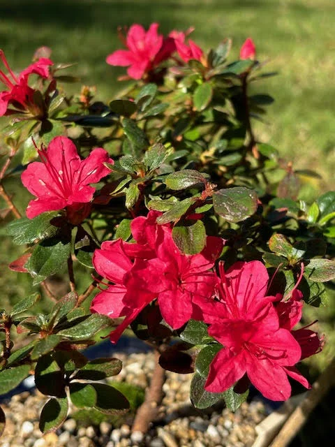 Kurume Azalea bonsai