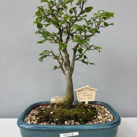 Celtis sinensis bonsai