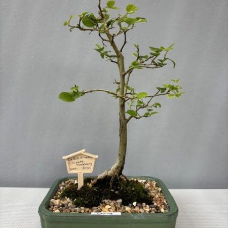 Celtis sinensis bonsai