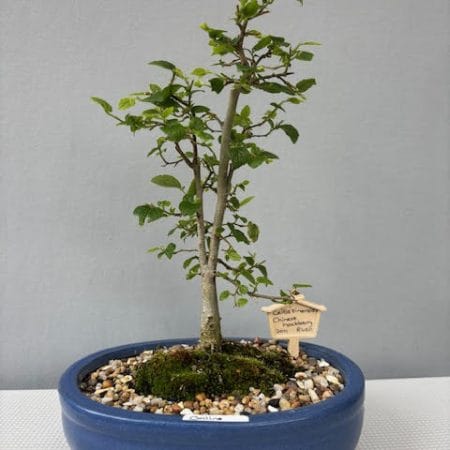 Celtis sinensis bonsai