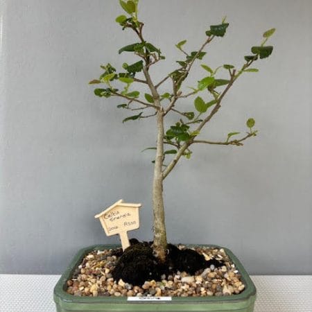 Celtis sinensis bonsai