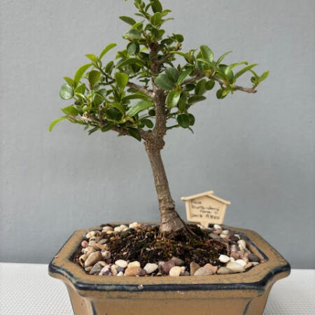 Ficus burtt-davyi bonsai