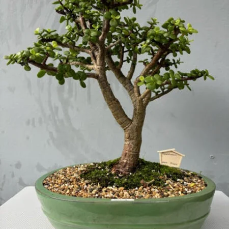 Spekboom bonsai