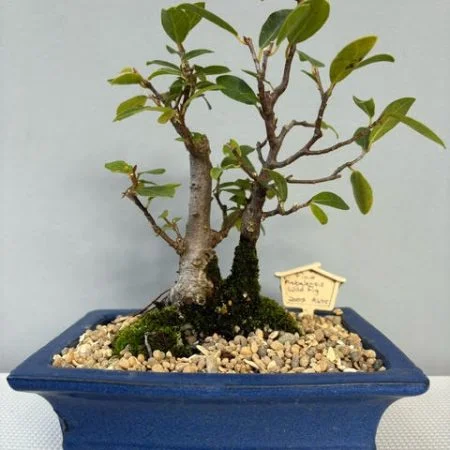 Ficus natalensis bonsai