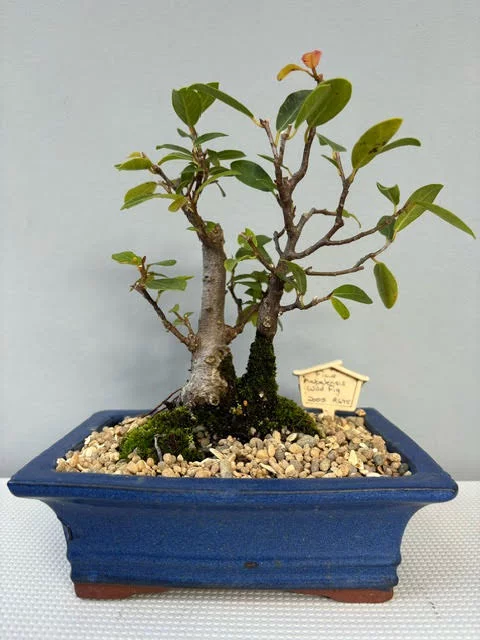 Ficus natalensis bonsai