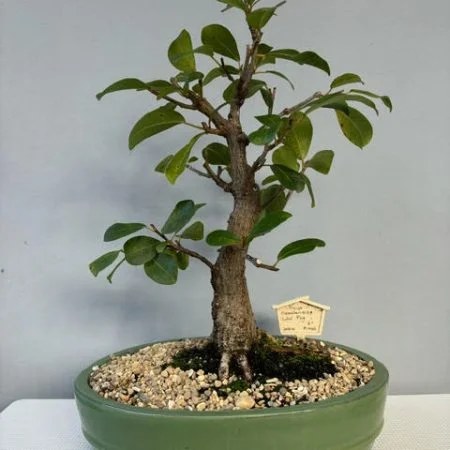 Ficus natalensis bonsai