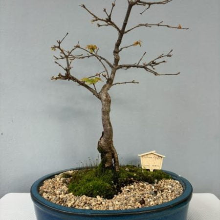 Acer buergerianum - Chinese Maple Bonsai