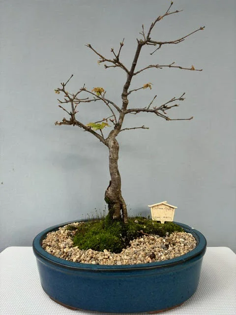 Acer buergerianum - Chinese Maple Bonsai