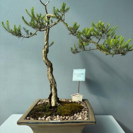 Melaleuca Bonsai