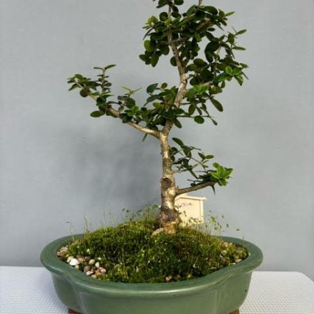 Wild Olive bonsai