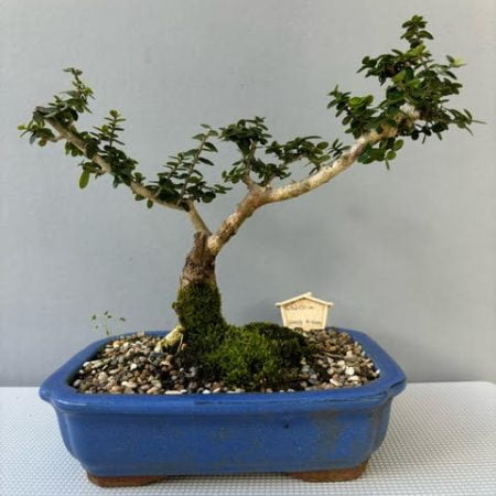 Wild Olive bonsai