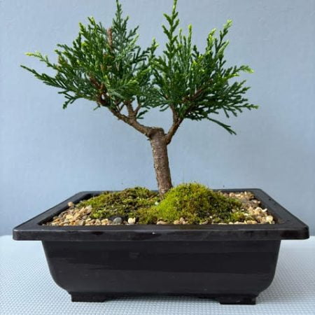 Cupressus sempervirens - Italian Cypress bonsai