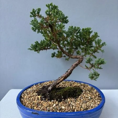 Juniper procumbens nana bonsai